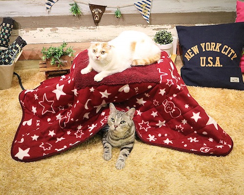 pet-kotatsu-heated-table-th.jpg