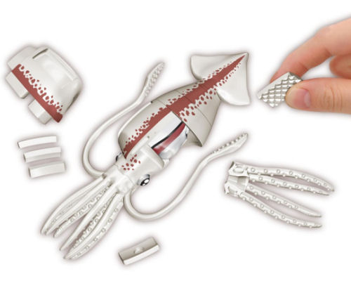 3D Squid Dissection Puzzle | Japan Trend Shop
